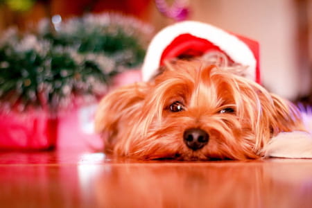 Fondos de pantalla de Navidad para PC en StockSnap.io